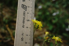 Crepis ramosissima