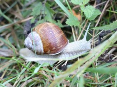 Helix pomatia