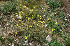 Crepis ramosissima