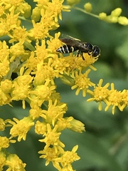 Philanthus bilunatus