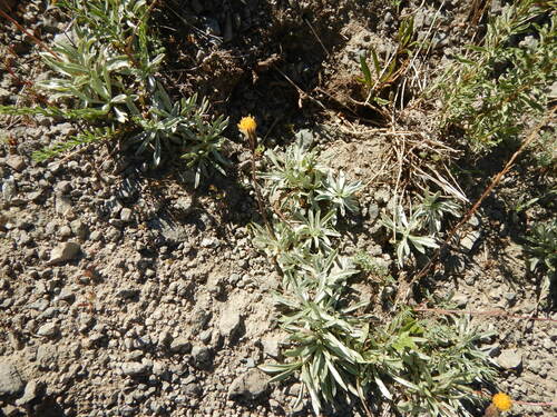 Image of Raillardella argentea by (c) stinger, some rights reserved (CC BY)