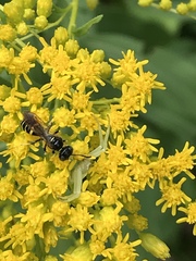 Philanthus bilunatus