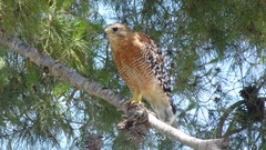 Buteo lineatus