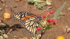 Danaus plexippus