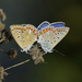 Gossamer-winged Butterflies - Photo (c) Tiziana Dinolfo, some rights reserved (CC BY-NC), uploaded by Tiziana Dinolfo