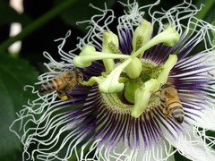 Apis mellifera