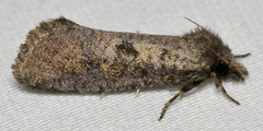 Acrolophus popeanella