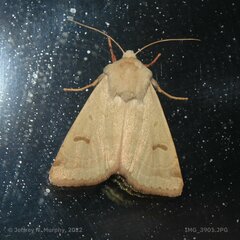 Dichagyris variabilis