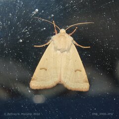 Dichagyris variabilis