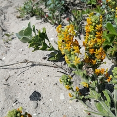 Manulea tomentosa