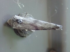Lithomoia germana