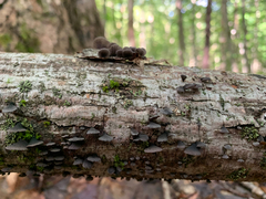 Resupinatus alboniger