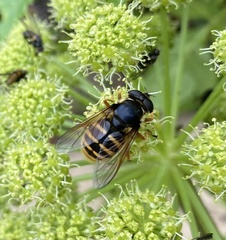 Sericomyia silentis