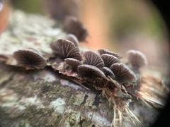 Resupinatus alboniger