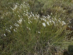 Trichophorum alpinum