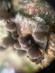 Resupinatus alboniger