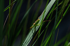 Leptophyes laticauda