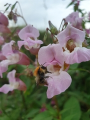 Bombus pascuorum
