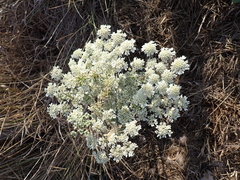 Heracleum sphondylium