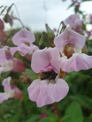 Bombus pascuorum