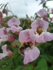 Bombus pascuorum