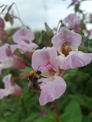 Bombus pascuorum