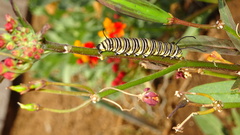 Danaus plexippus