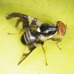 Rhagoletis pomonella