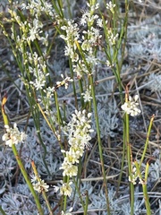 Eriogonum wrightii subscaposum