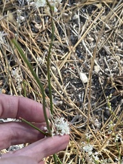 Eriogonum wrightii subscaposum