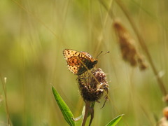Argynnis niobe