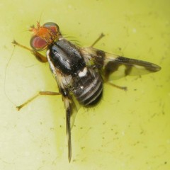 Rhagoletis pomonella