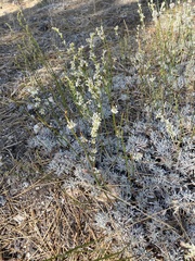 Eriogonum wrightii subscaposum