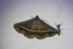 Lesmone griseipennis