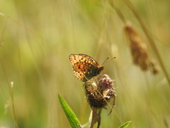 Argynnis niobe