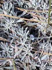 Eriogonum wrightii subscaposum