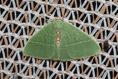 Nemoria glaucomarginaria