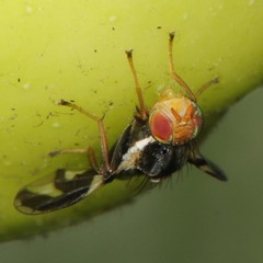 Rhagoletis pomonella