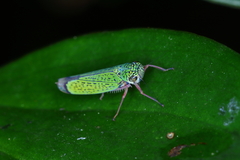 Versigonalia vermiculata