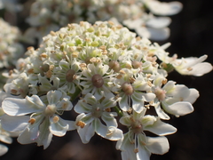 Heracleum sphondylium