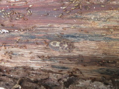Schizopilia