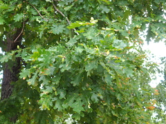 Quercus robur
