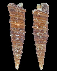 Euthymella elegans