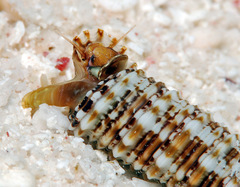 Euthymella elegans