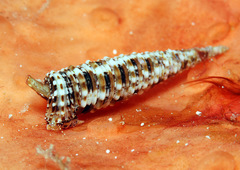 Euthymella elegans