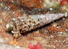 Euthymella elegans