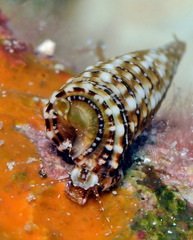 Euthymella elegans