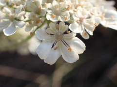 Heracleum sphondylium