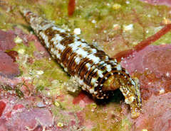 Euthymella elegans