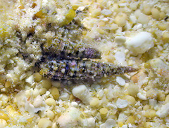 Euthymella elegans
